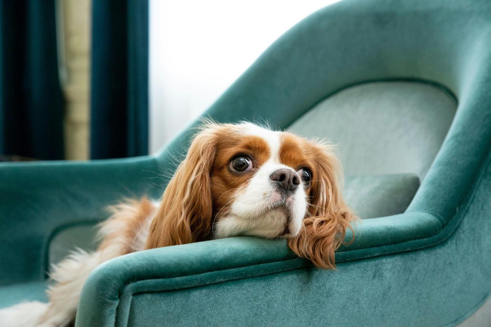 Sapphire House Antwerp, Autograph Collection Hotel Exterior photo Cavalier King Charles Spaniel